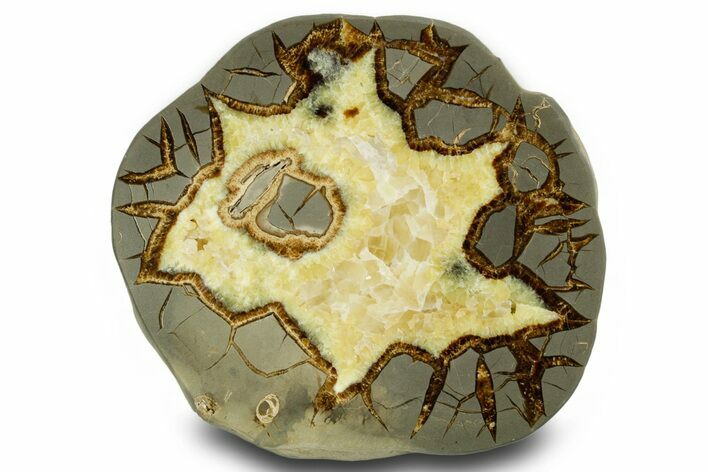 Polished Septarian Slab - Utah #378555